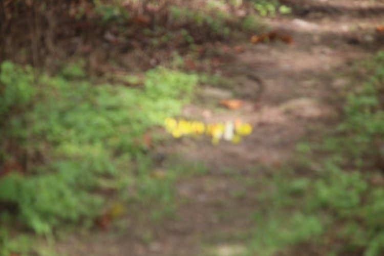 Chu Mom Ray National Park-昆嵩必去景点
