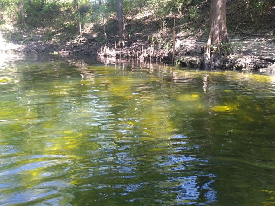 Lafayette Blue Springs State Park-Mayo必去景点