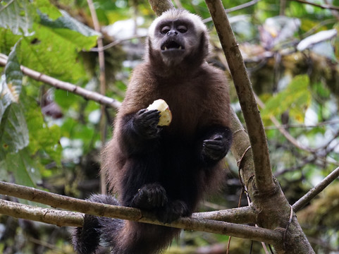 Amazon Wildlife Peru-库斯科必去景点