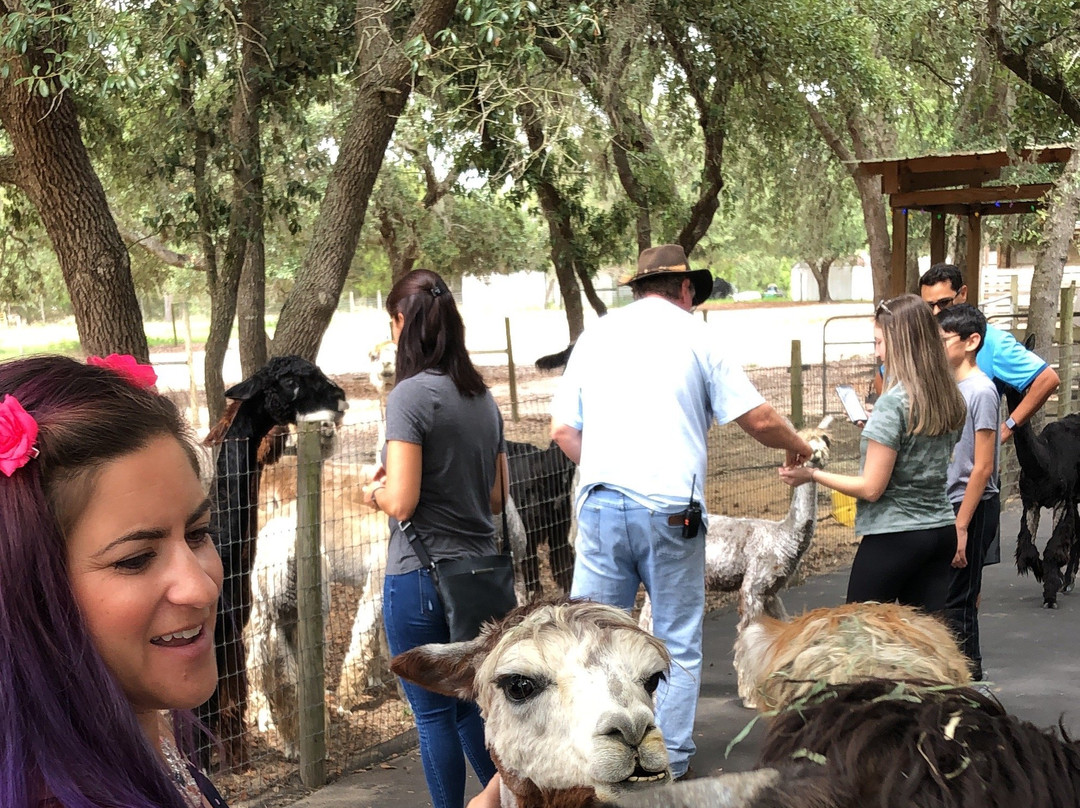 LunaSea Alpaca Farm景点图片