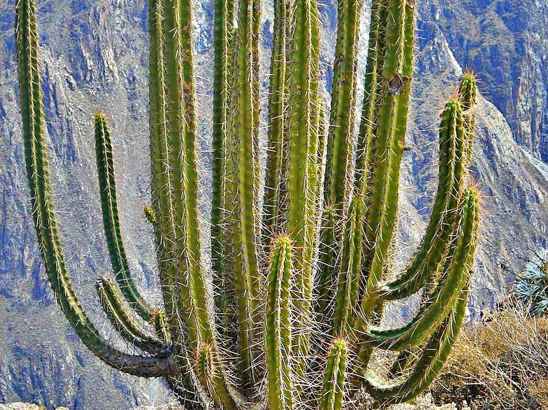 Colca Canyon-Arequipa Region必去景点