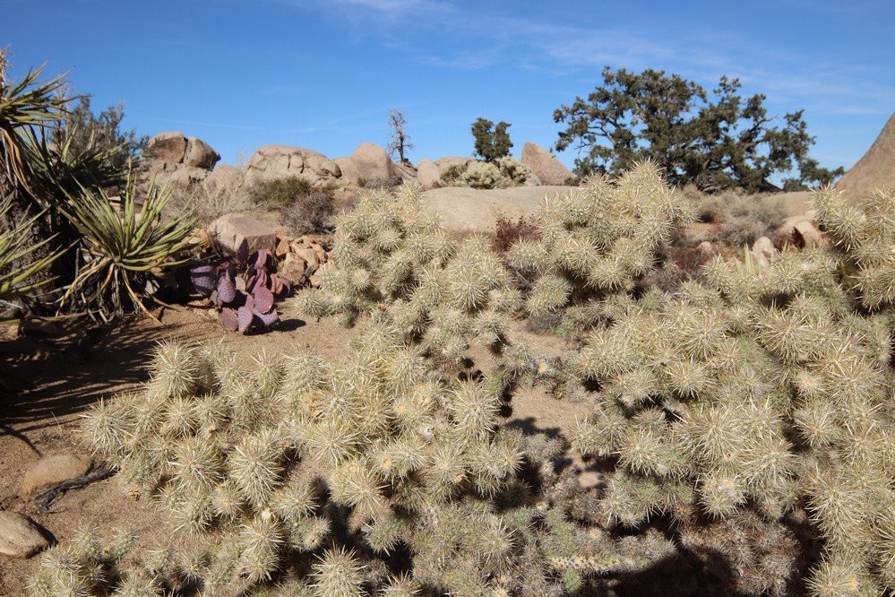 Boulder Gardens Sanctuary-Pioneertown必去景点