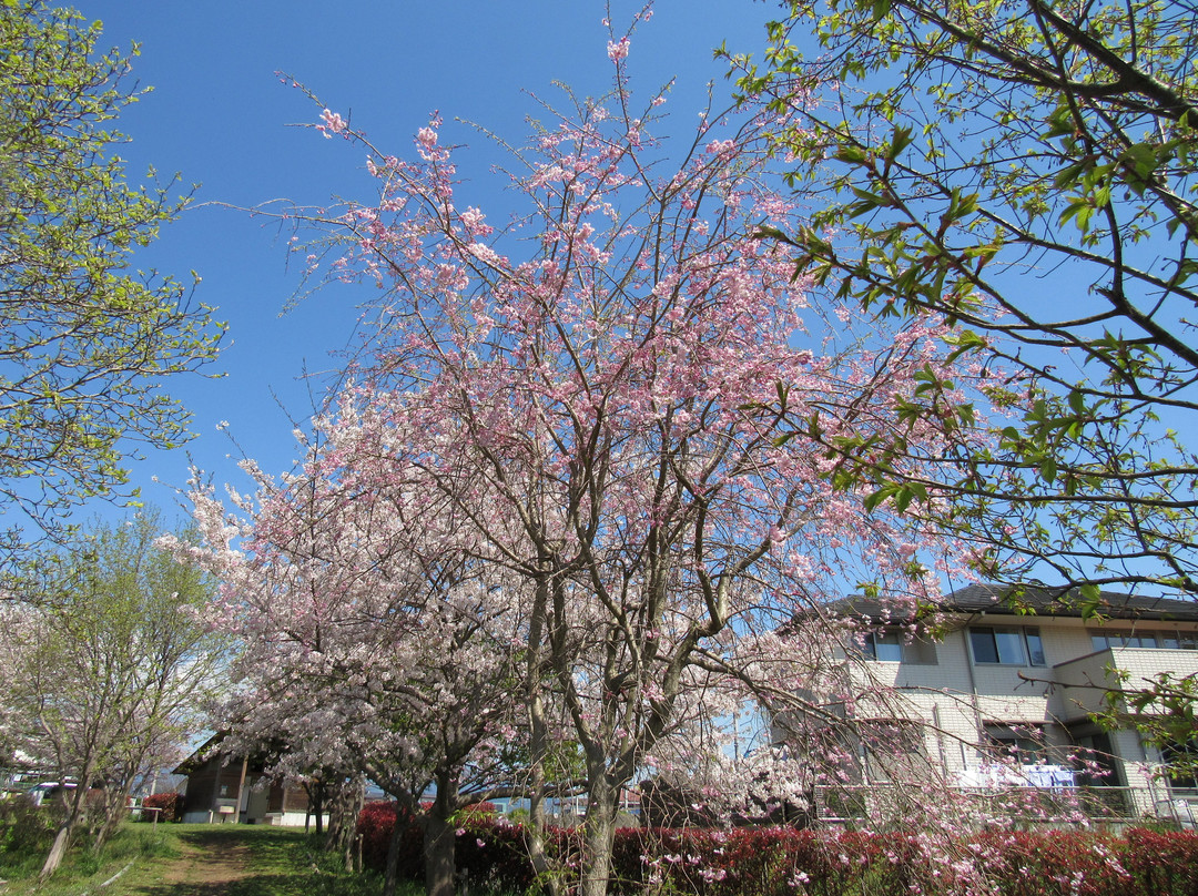 Isukushima Shissei Park景点图片