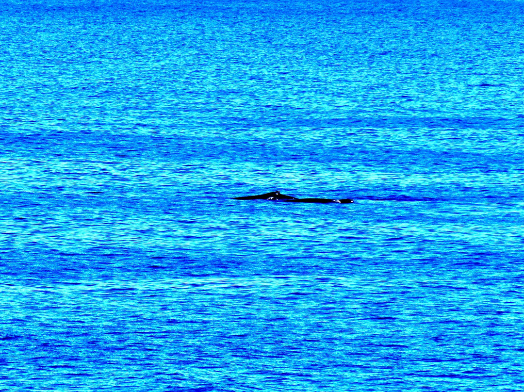 The Westin Nanea Ocean Villas, Ka'anapali主图