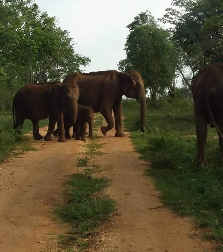 Udawalawa Park Safari-乌达瓦拉瓦必去景点