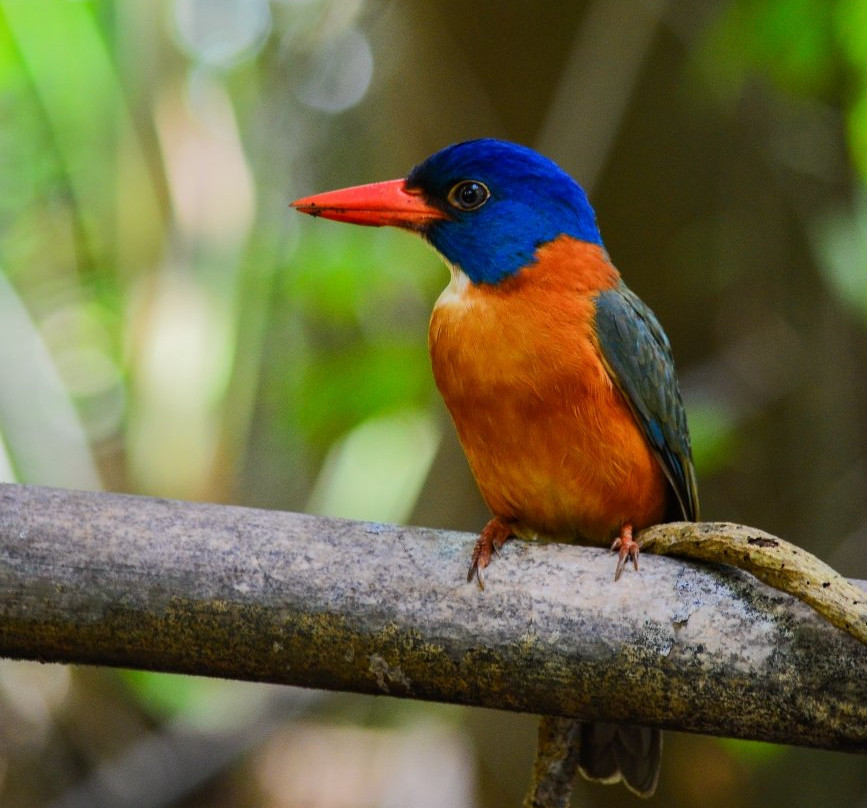 Tangkoko Nature Reserve旅游攻略图片