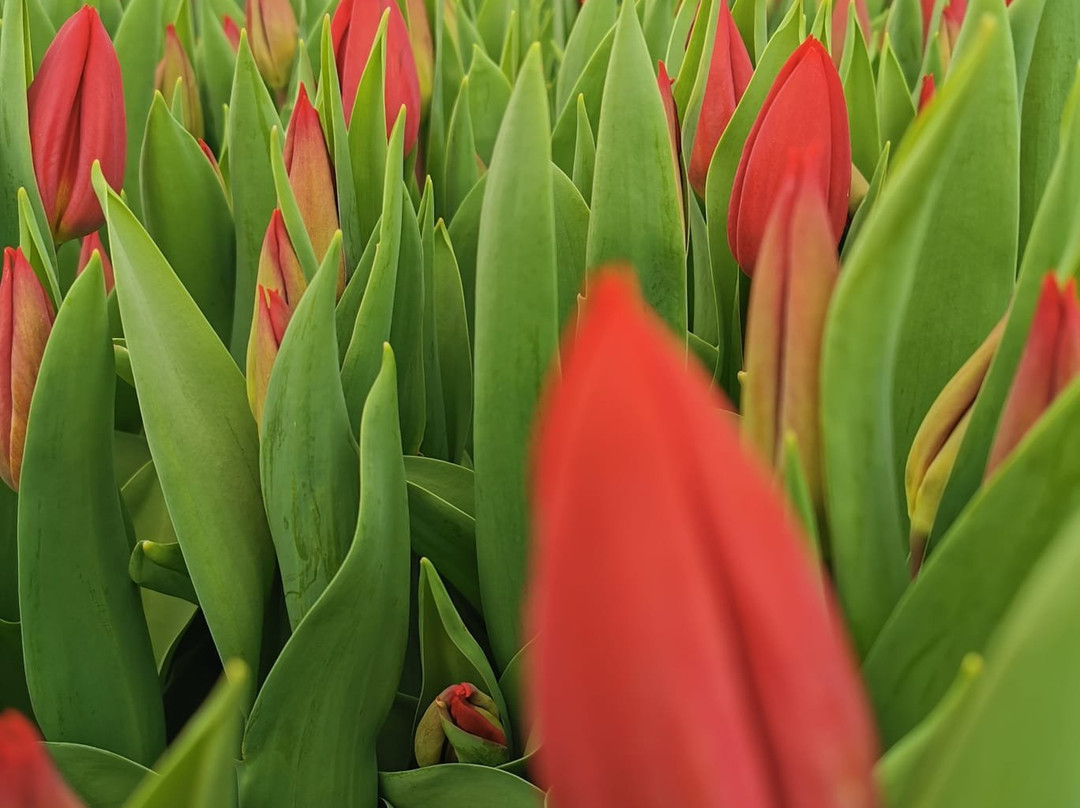 Nora's Tours-Alkmaar必去景点