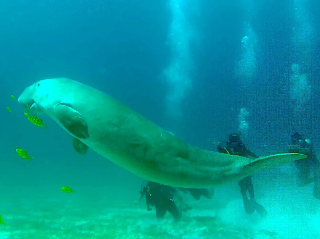 Dugong Dive Center景点图片
