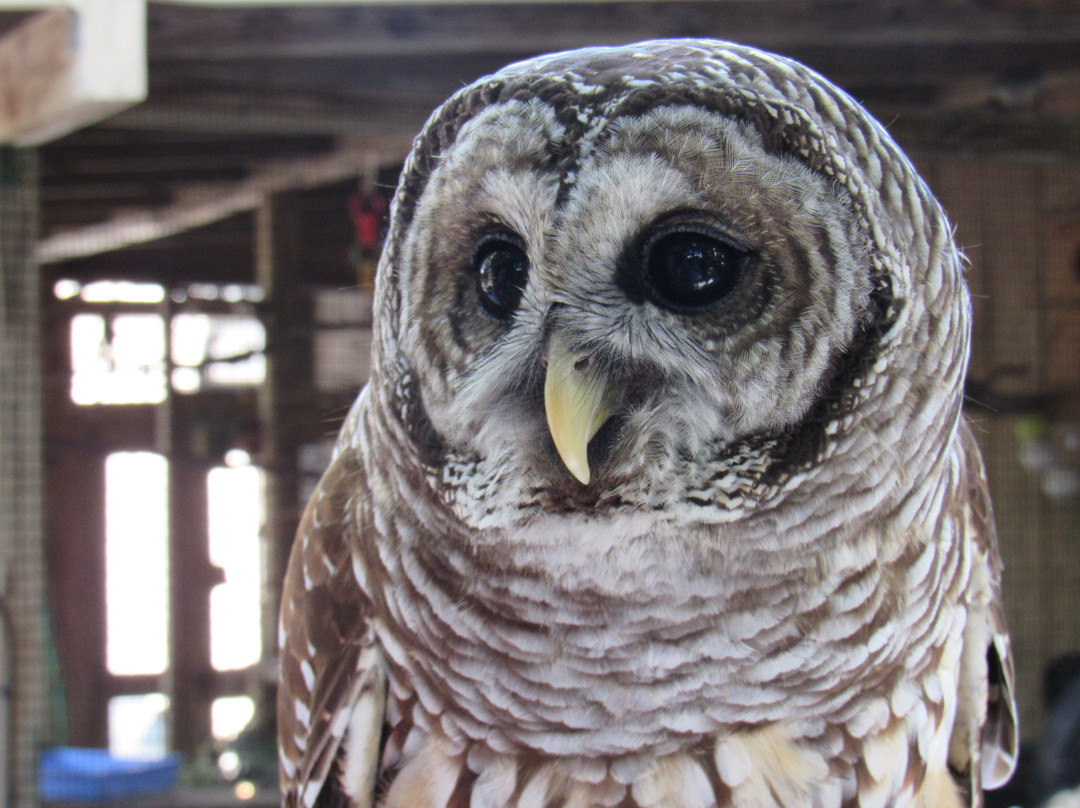 Peace River Wildlife Center-蓬塔戈尔达必去景点