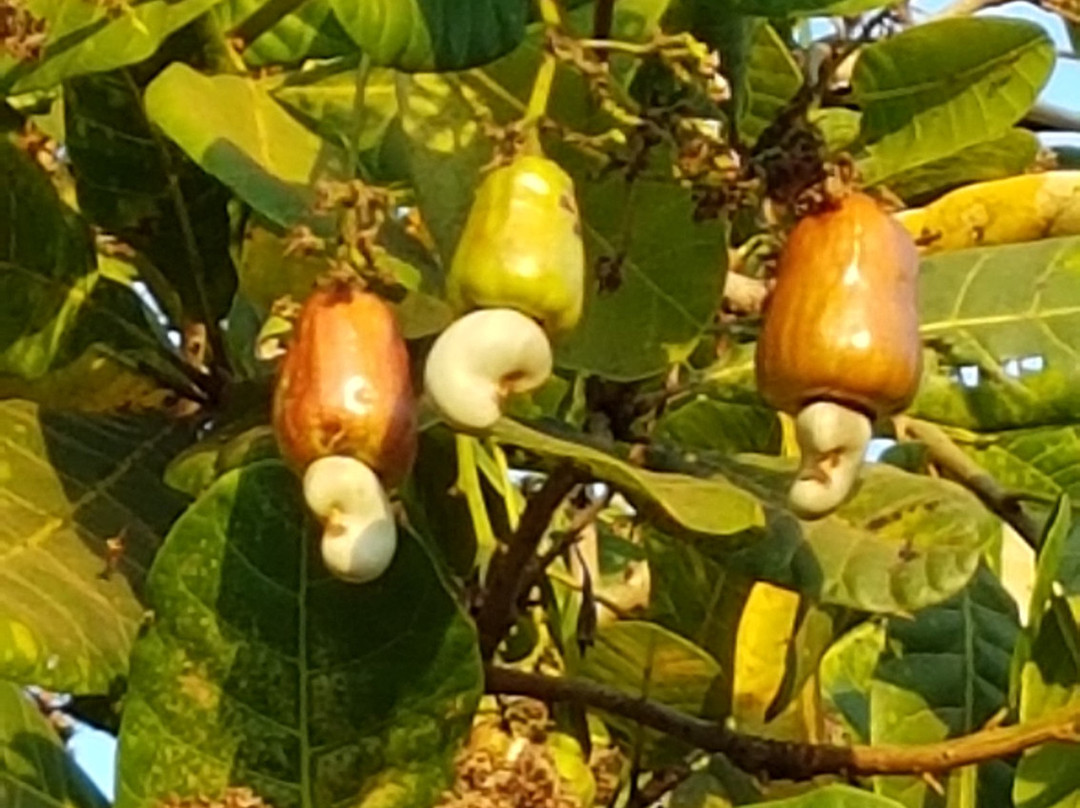 DakViet Travel - Day Tours-托伯莫里必去景点