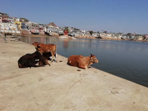 Private Tour Pushkar-普希卡必去景点