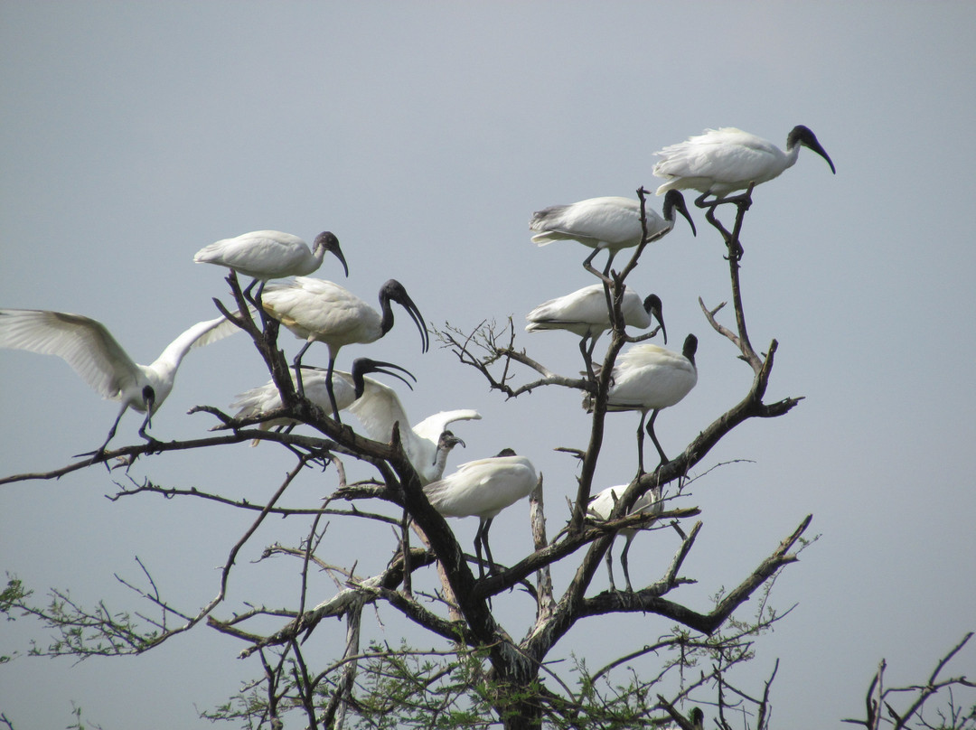 Vettangudi Bird Sanctuary景点图片