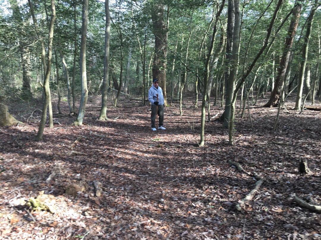 Lizard Tail Swamp Preserve景点图片