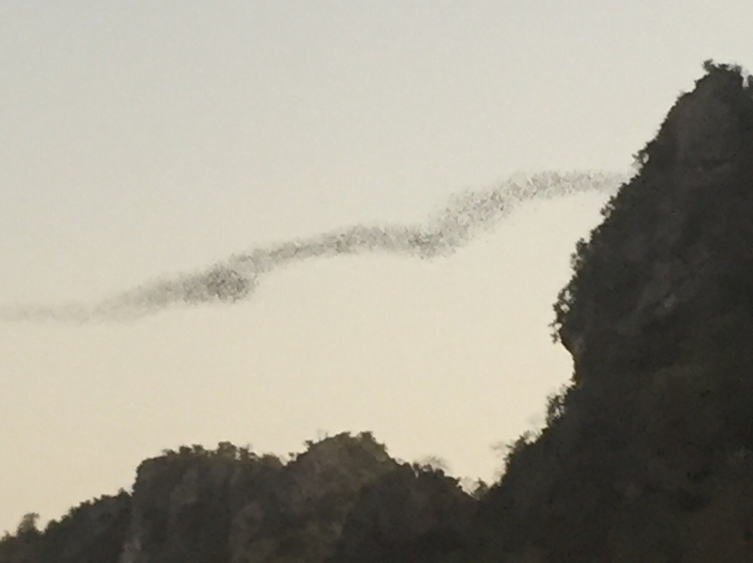 Nayang Bat Cave景点图片