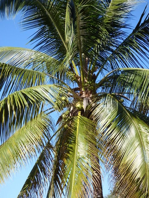 Hotel Casa Iguana主图