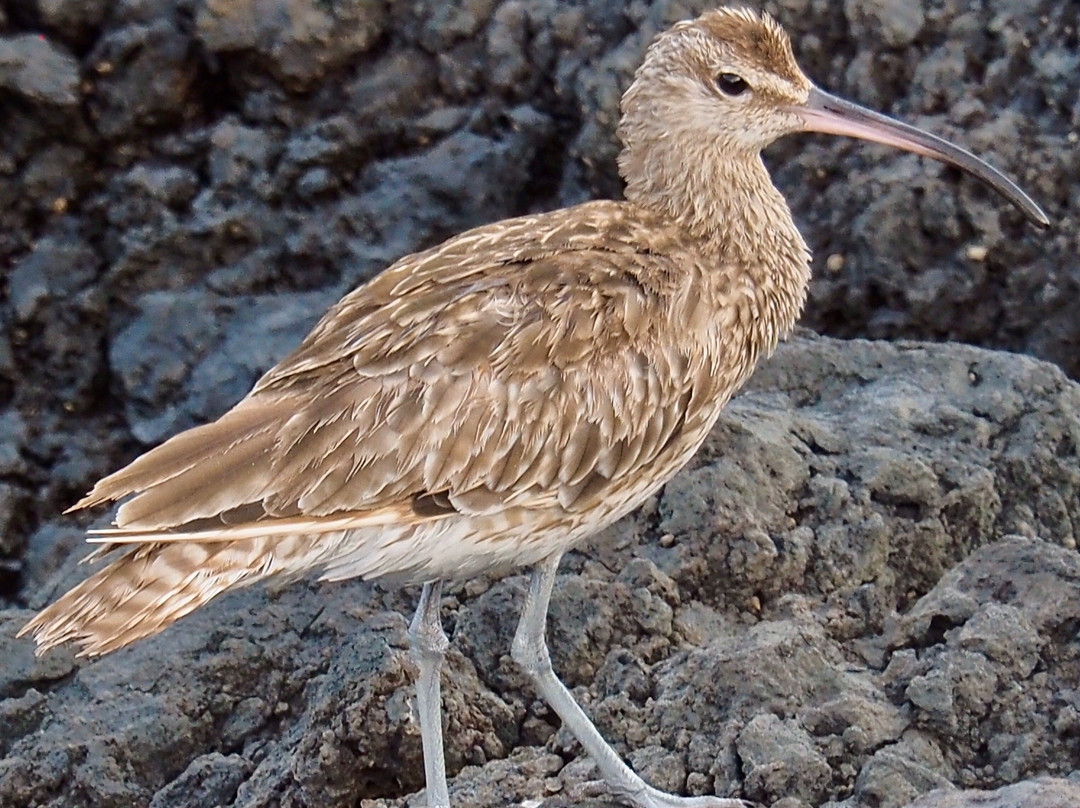 Playa de Tacoron-El Hierro必去景点