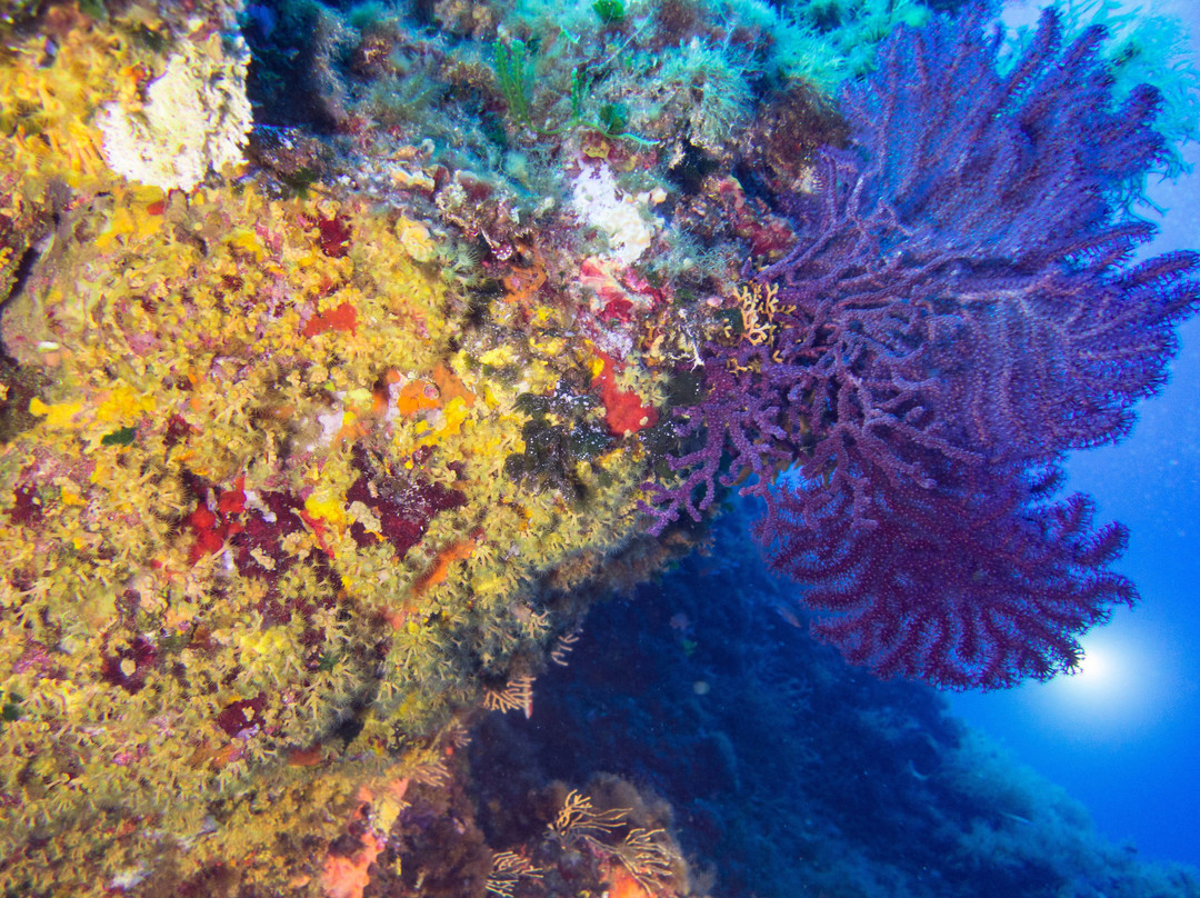 Passion Scuba Diving-圣洛朗迪瓦尔必去景点