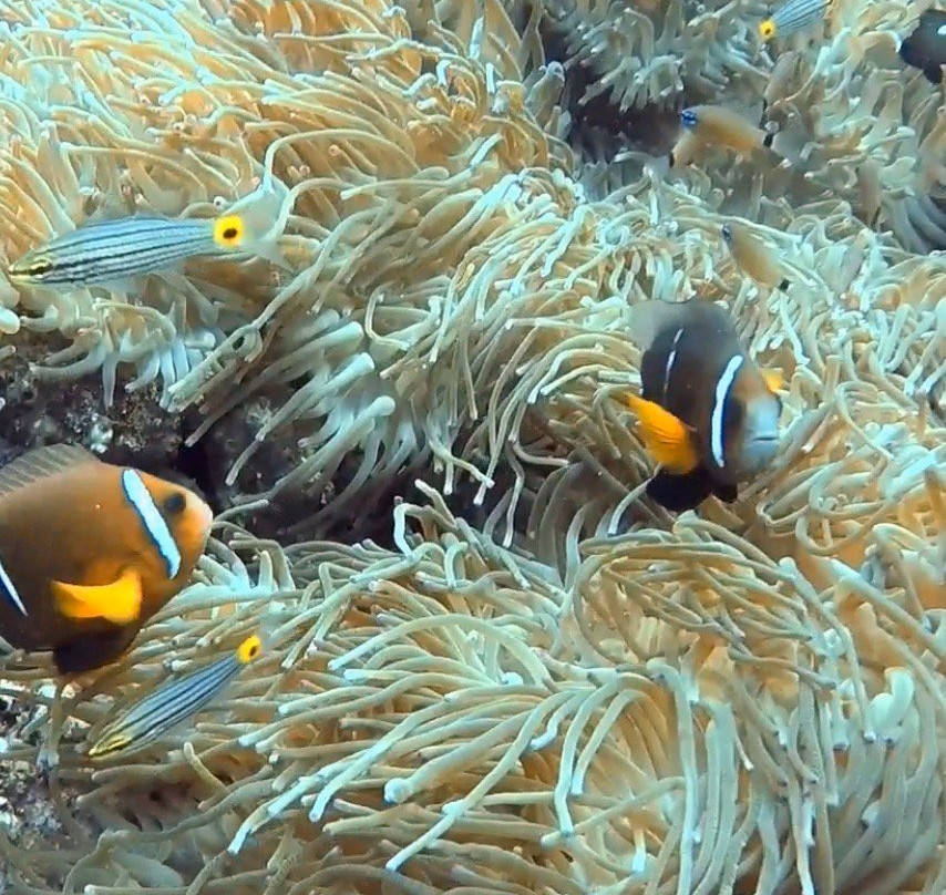 Sea Addicts-Al Hidd必去景点