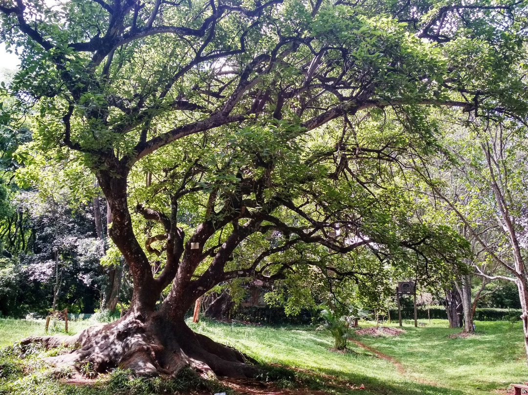 Nairobi Arboretum景点图片