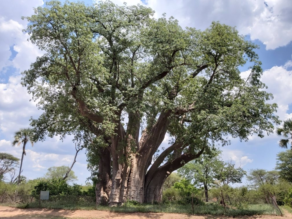 The Big Tree景点图片