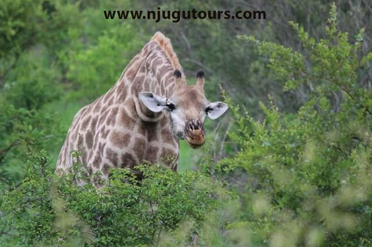 Njugu Tours-坎帕拉必去景点