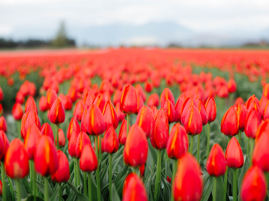Harrison Tulip Festival景点图片