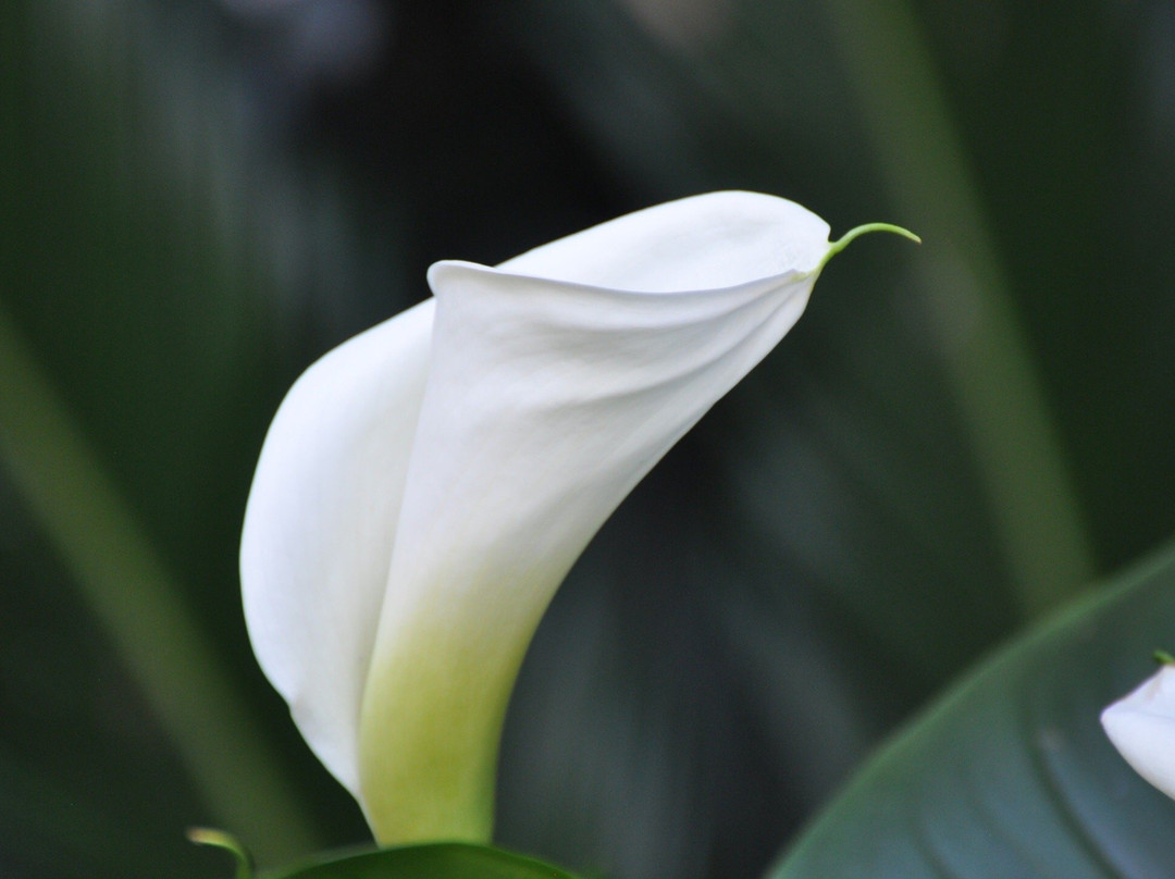 Liz at Lancaster Guesthouse主图