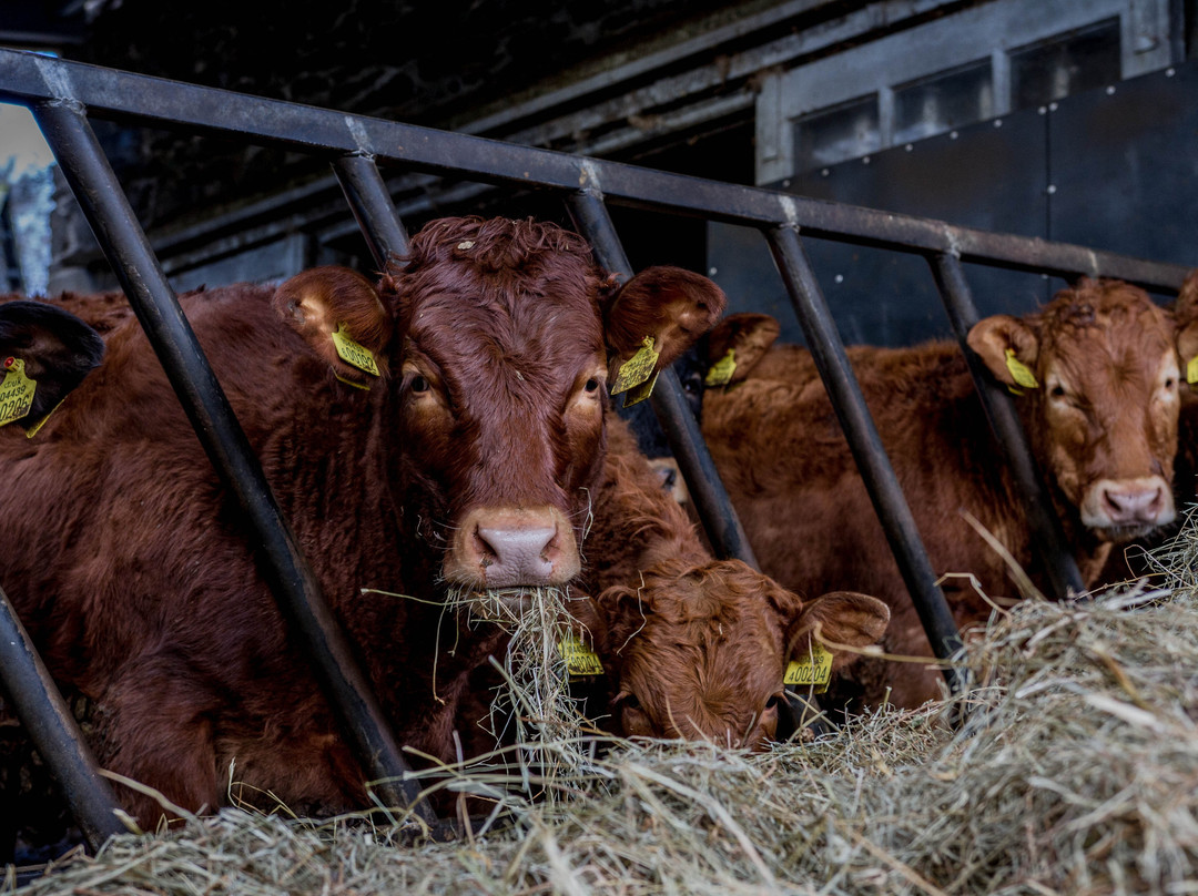 Hawkshead Hall Farm  Campsite景点图片