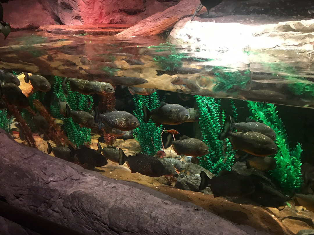 SEA LIFE at Mall of America-布卢明顿必去景点