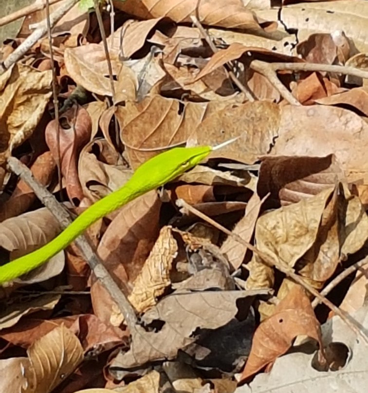 Way Kambas National Park-Lampung必去景点