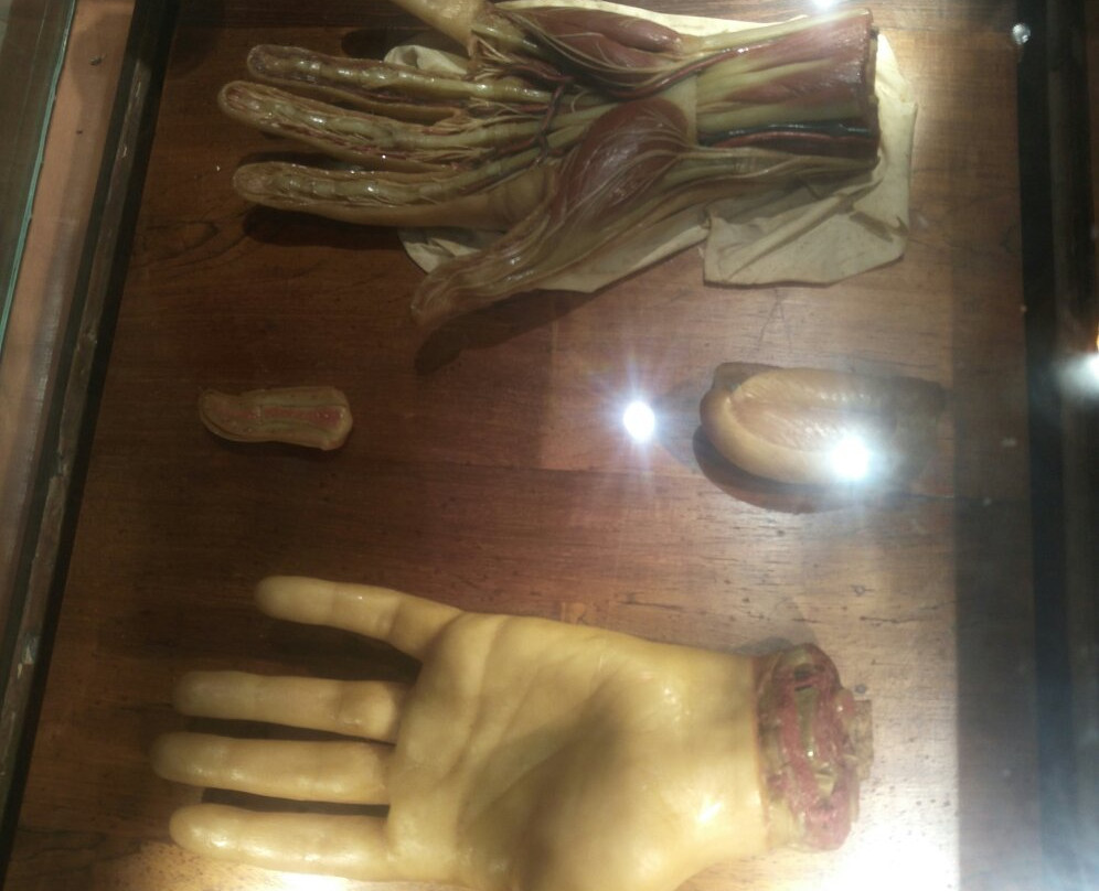 Museo delle Cere Anatomiche-卡利亚里省必去景点