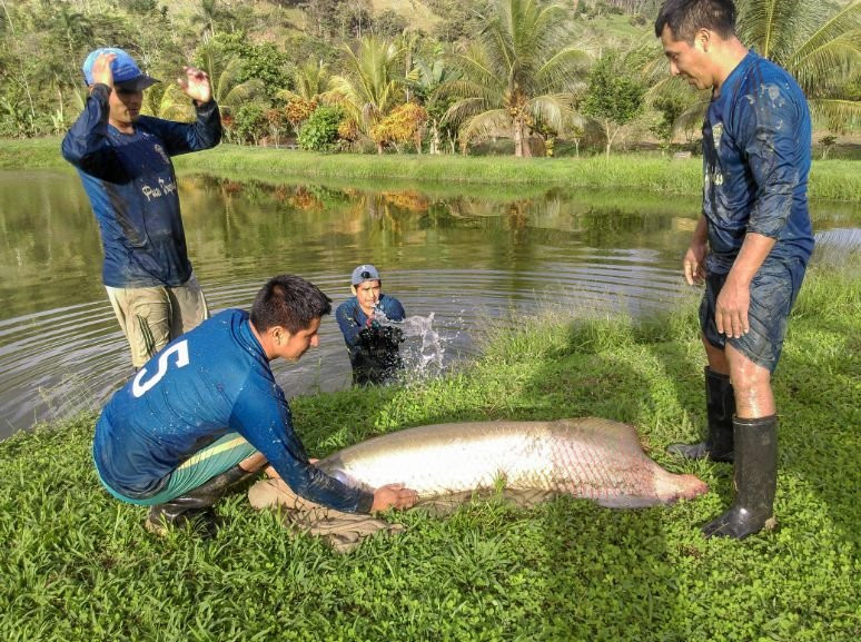 Piscigranja Municipal de Kimbiri