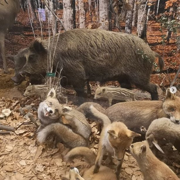 Musee Lecoq Natural History Museum景点图片
