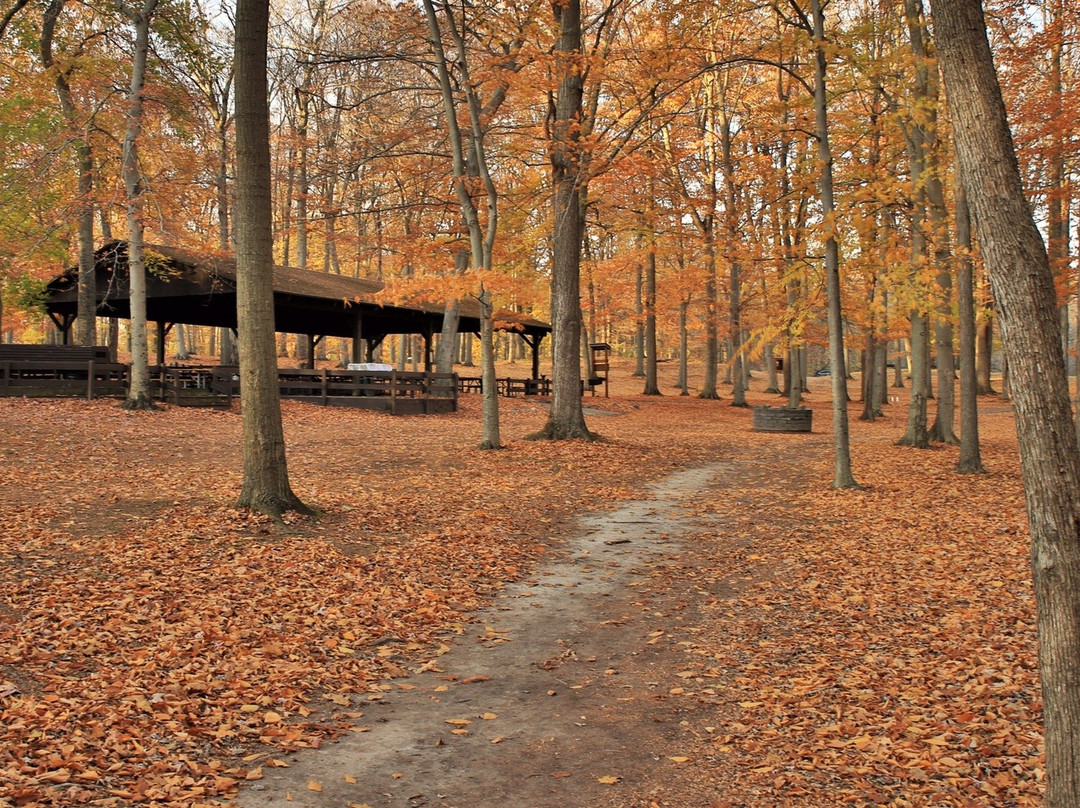 Burchfield Park景点图片