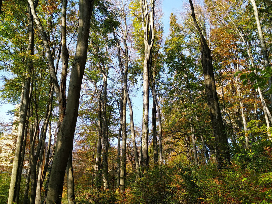 Lipowiec Nature Reserve景点图片