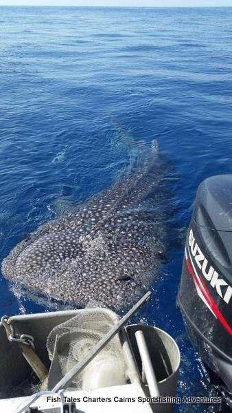 Great Barrier Reef-凯恩斯必去景点