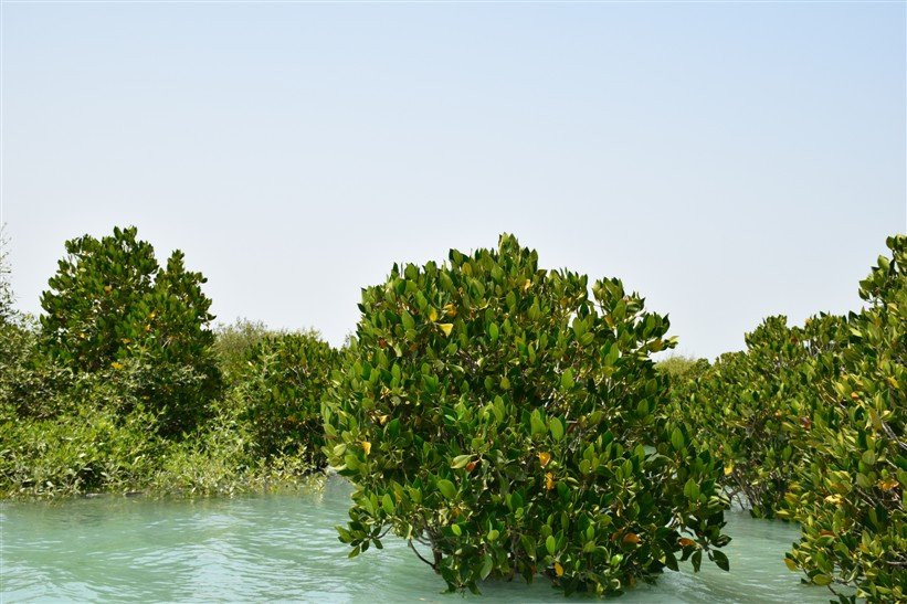 Mangrove Forests of Qeshm景点图片