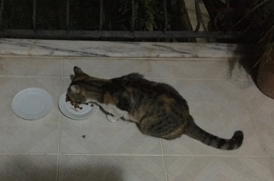 德迪米恩花园酒店-酒店景观