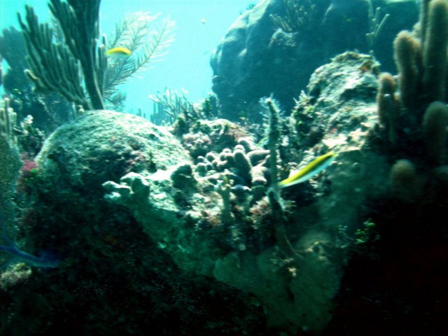 Maya Diving Center景点图片