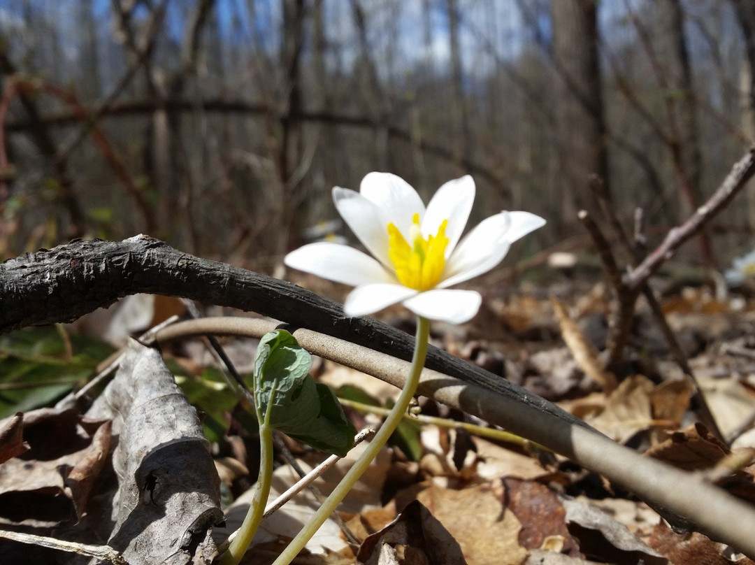 Walls Cook Trail-Bel Air必去景点