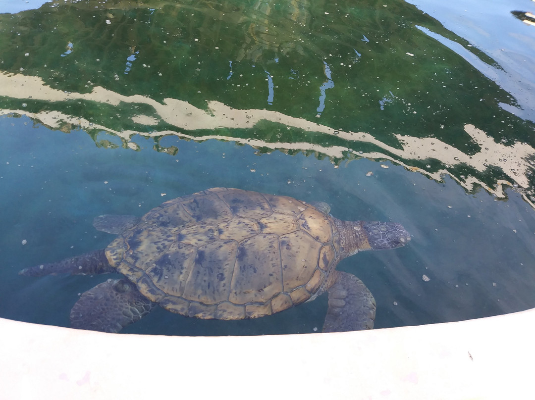 Projeto Tamar-Arembepe必去景点