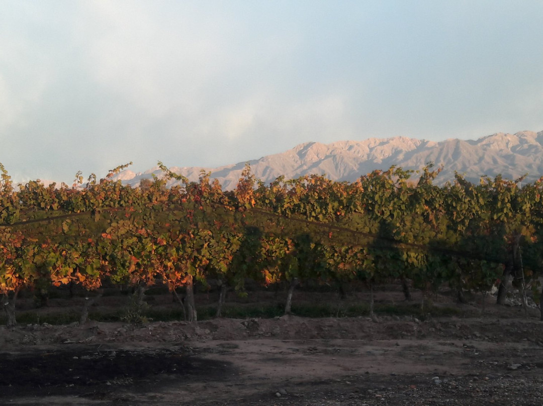 Durigutti Family Winemakers-门多萨必去景点