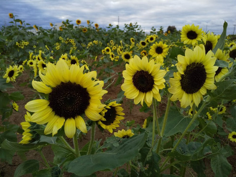 Hana no Oasis-鸿巢市必去景点