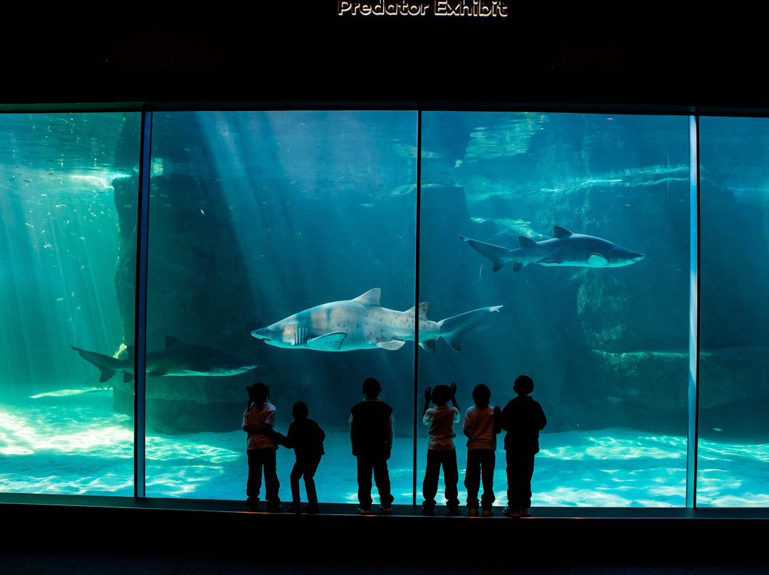 Two Oceans Aquarium景点图片