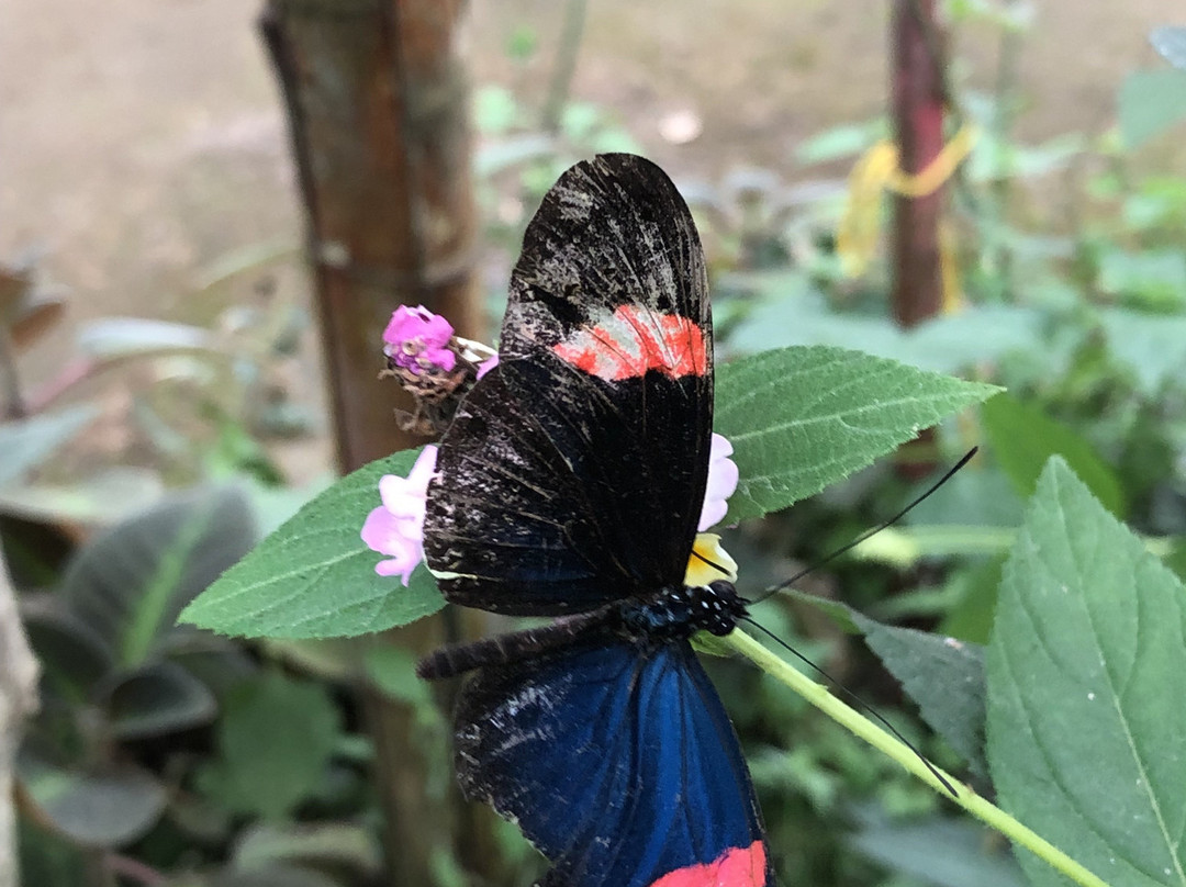 Nathaly Butterfly Garden-明多必去景点