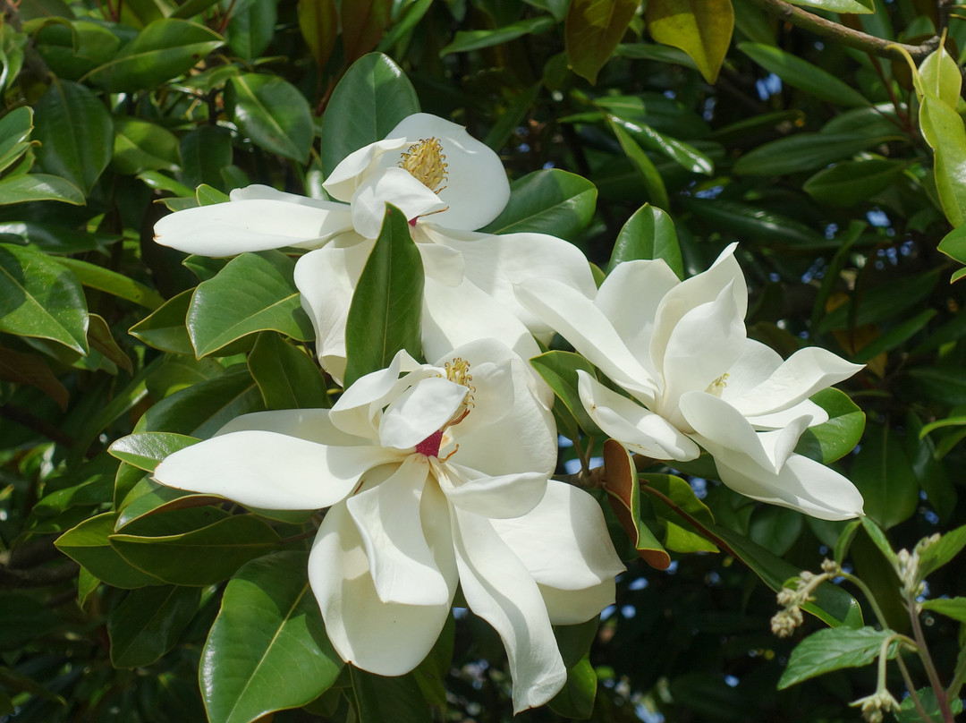 Abbaye Notre-Dame-du-Voeu-瑟堡-奥克特维尔必去景点