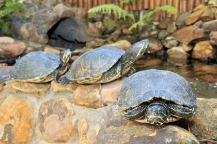 Hotel Pousada Serrana主图