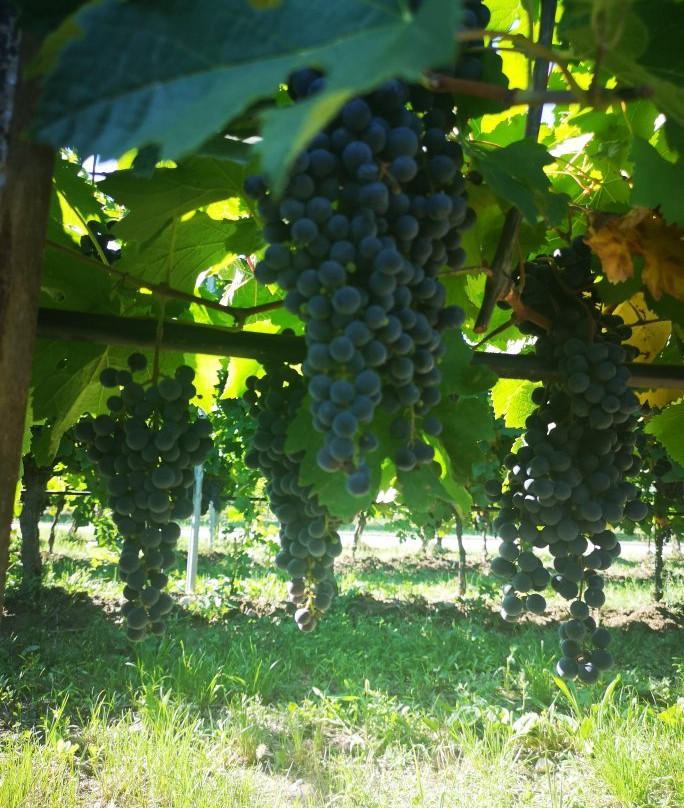 Azienda Agricola Pilandro-代森扎诺-德尔加达必去景点