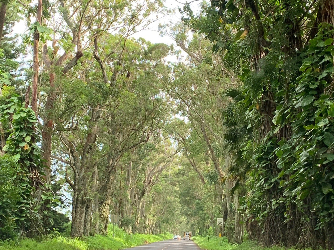 Tree Tunnel-可洛亚必去景点