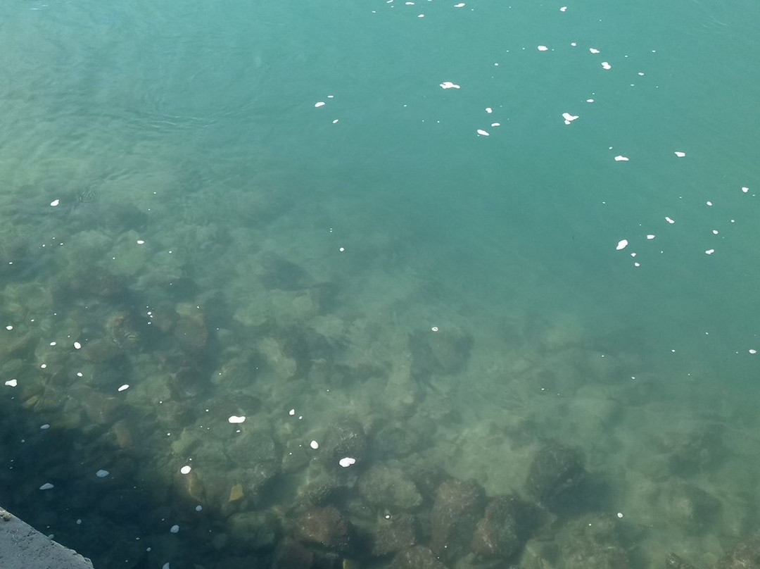 Kowie River-艾尔弗雷德港必去景点